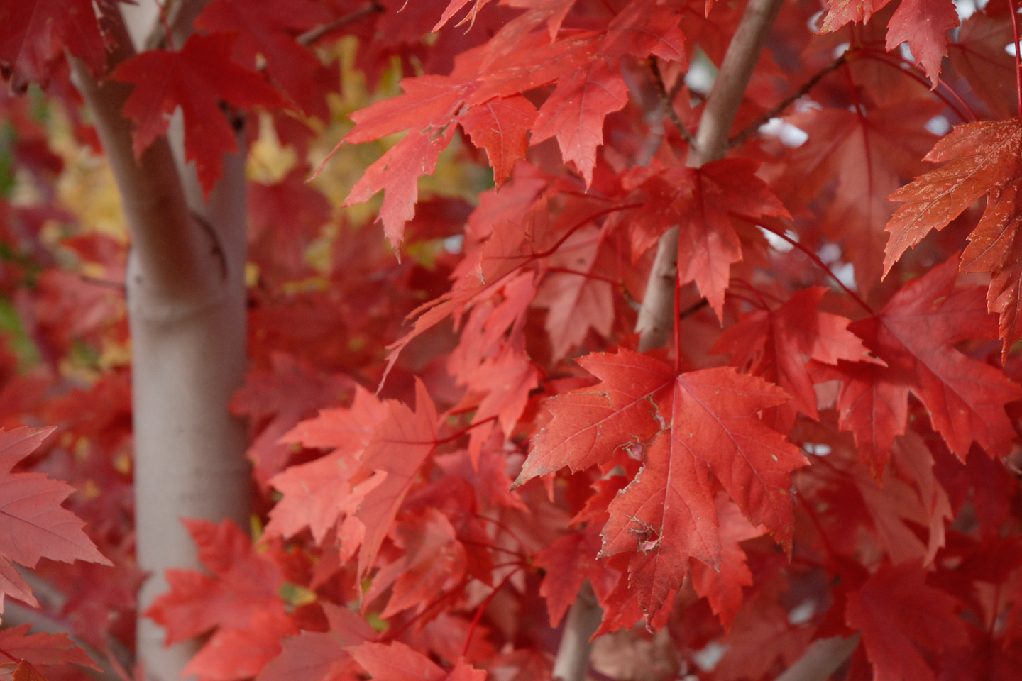 Red Maple
